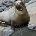 lion_sea_galapagos_san_v_0229_ecu2428.jpg